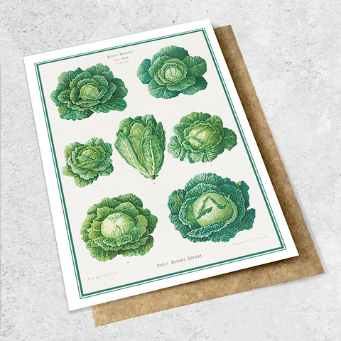 vintage cabbage