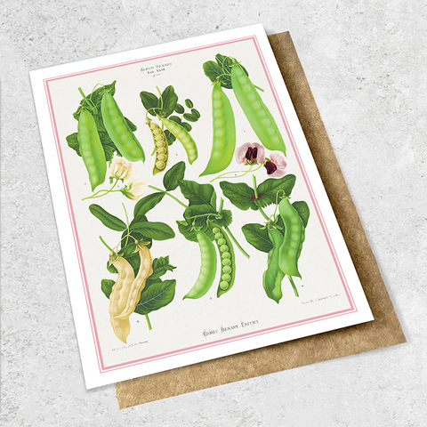 vintage sugar peas