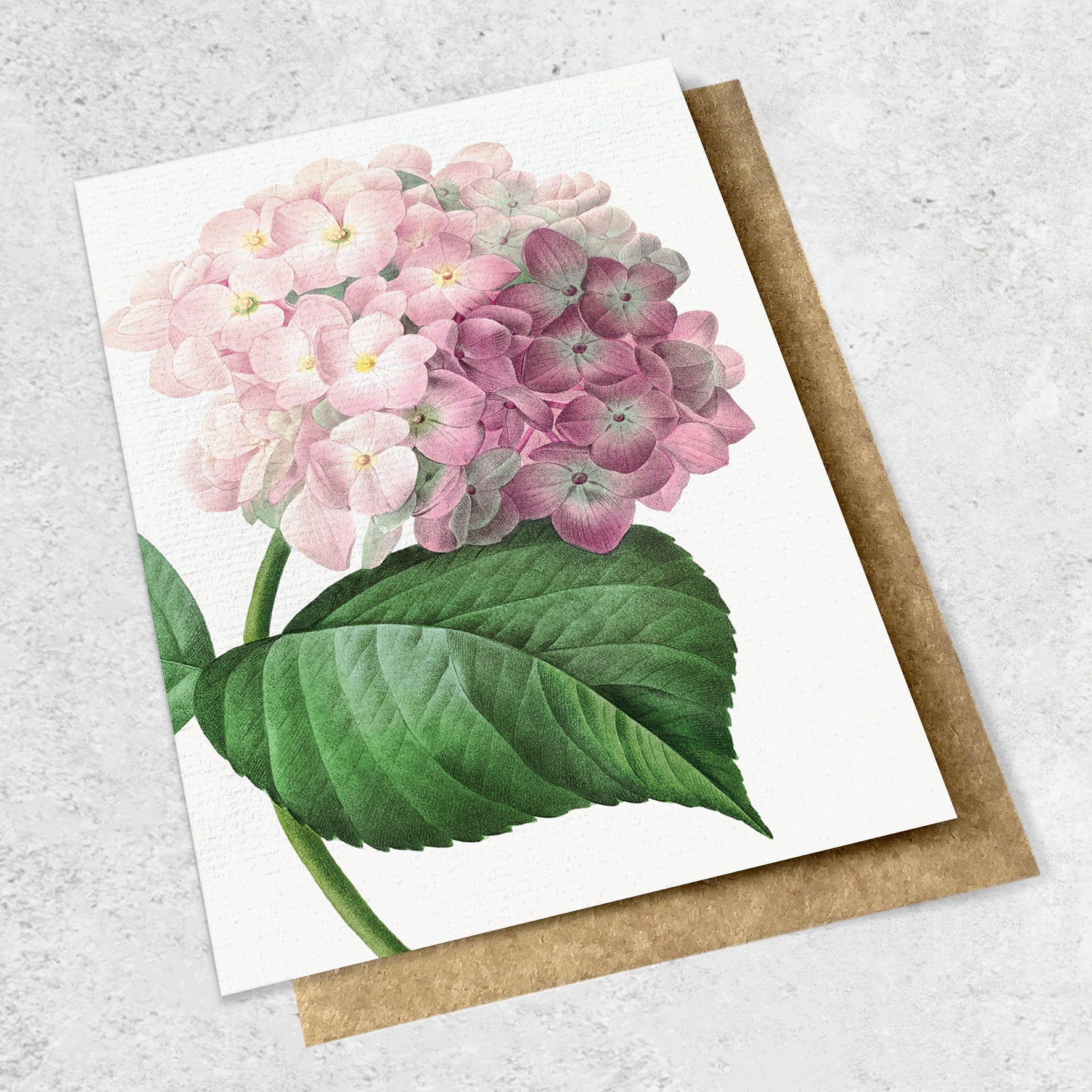 vintage botanical - hydrangea pink