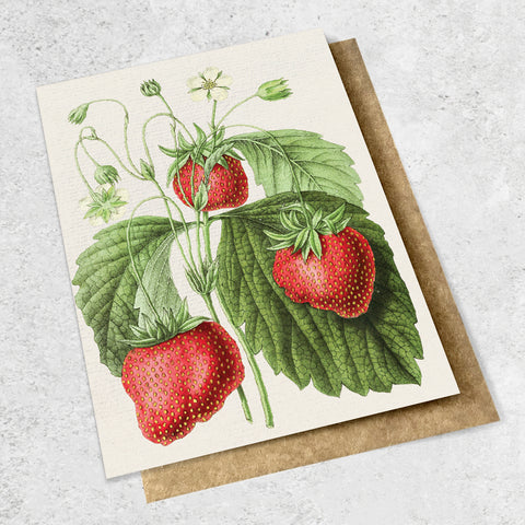 vintage botanical - strawberries